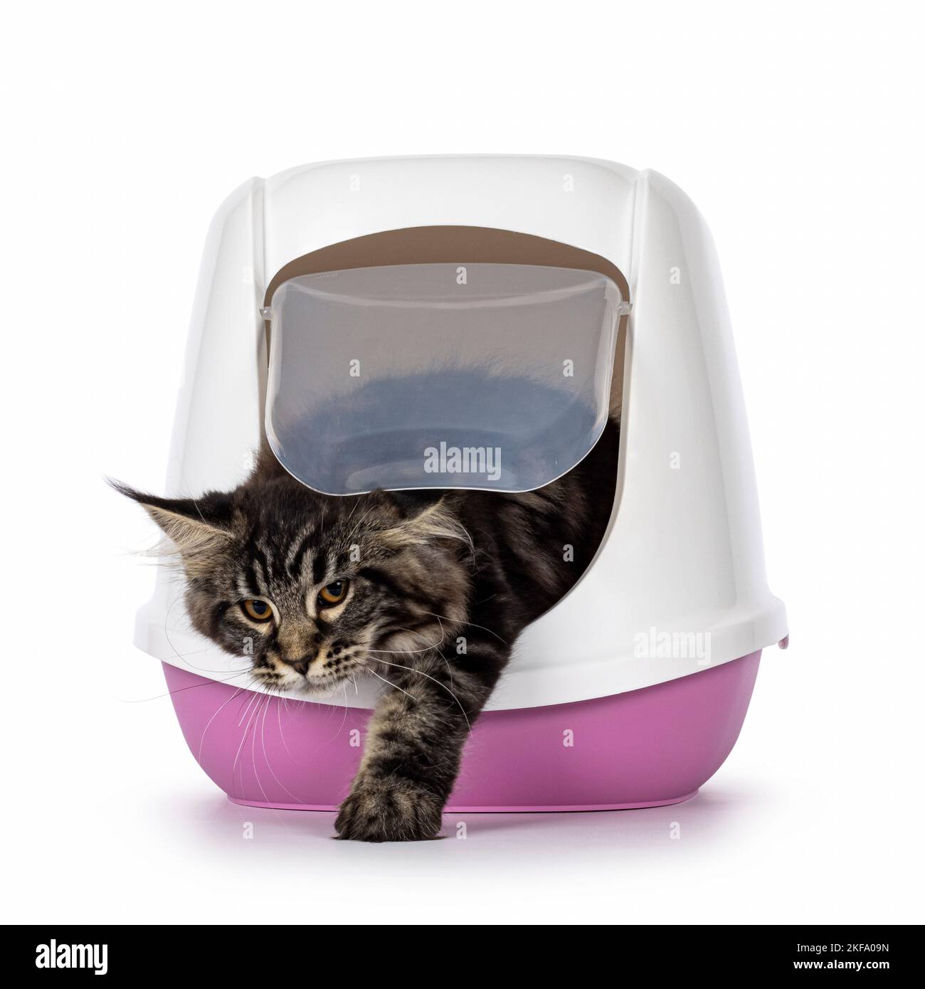 Cute black tabby Maine Coon cat kitten, coming out of litterbox