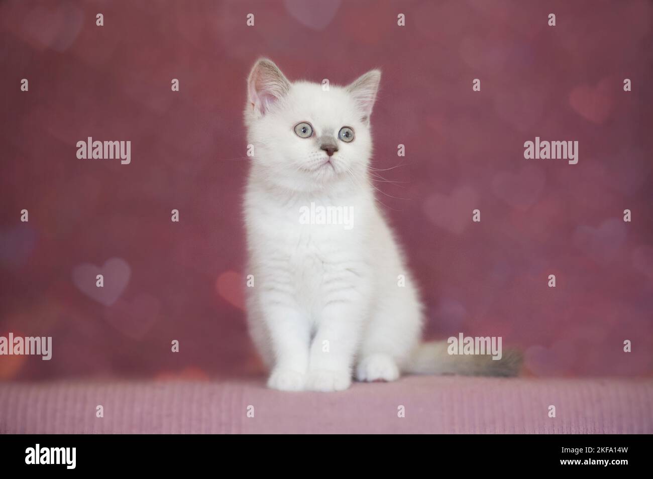 British Shorthair Kitten Stock Photo