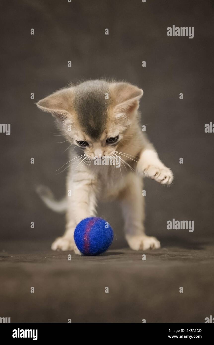 Abyssinian kitten Stock Photo