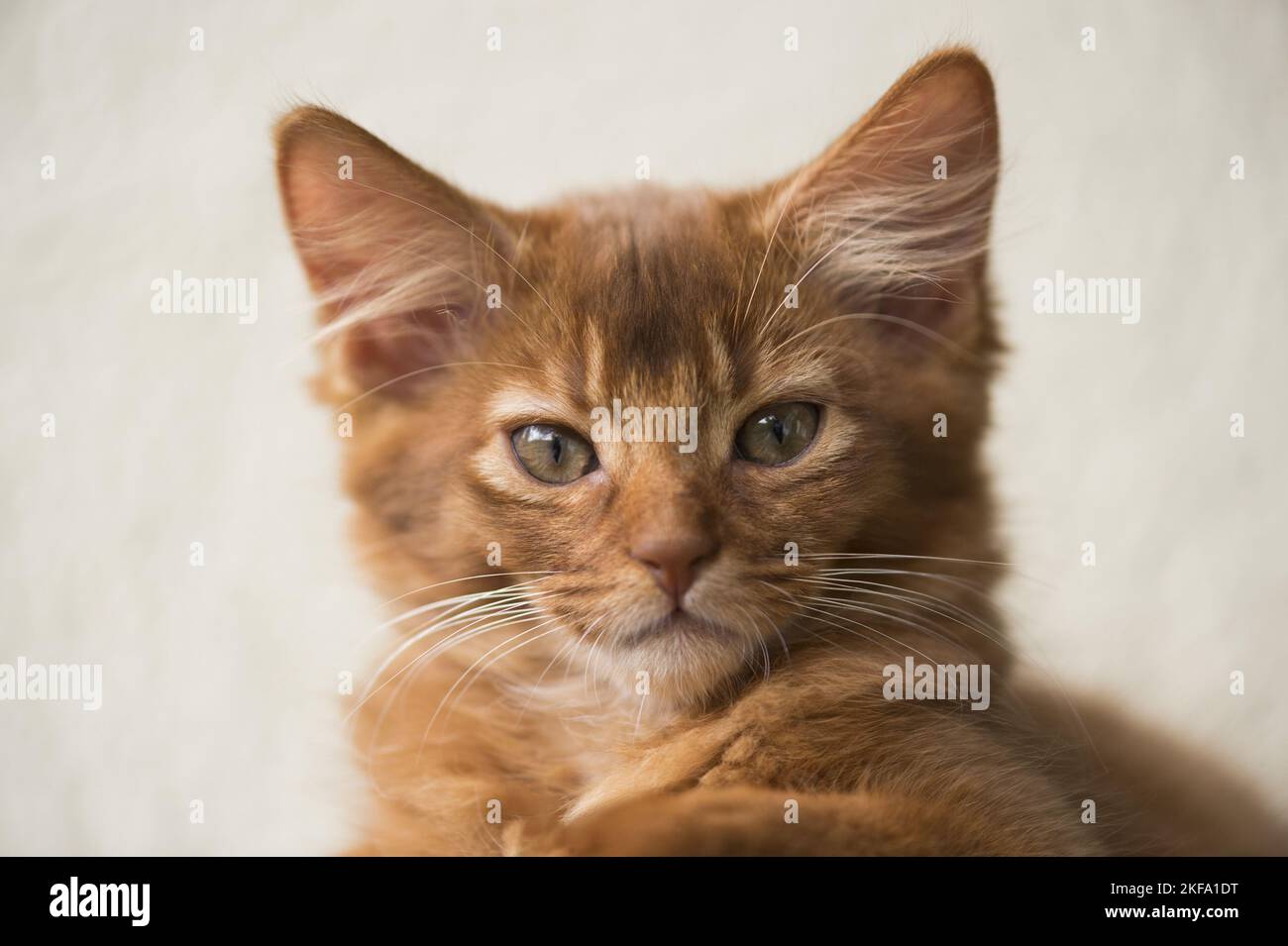 Somali Kitten Portrait Stock Photo - Alamy