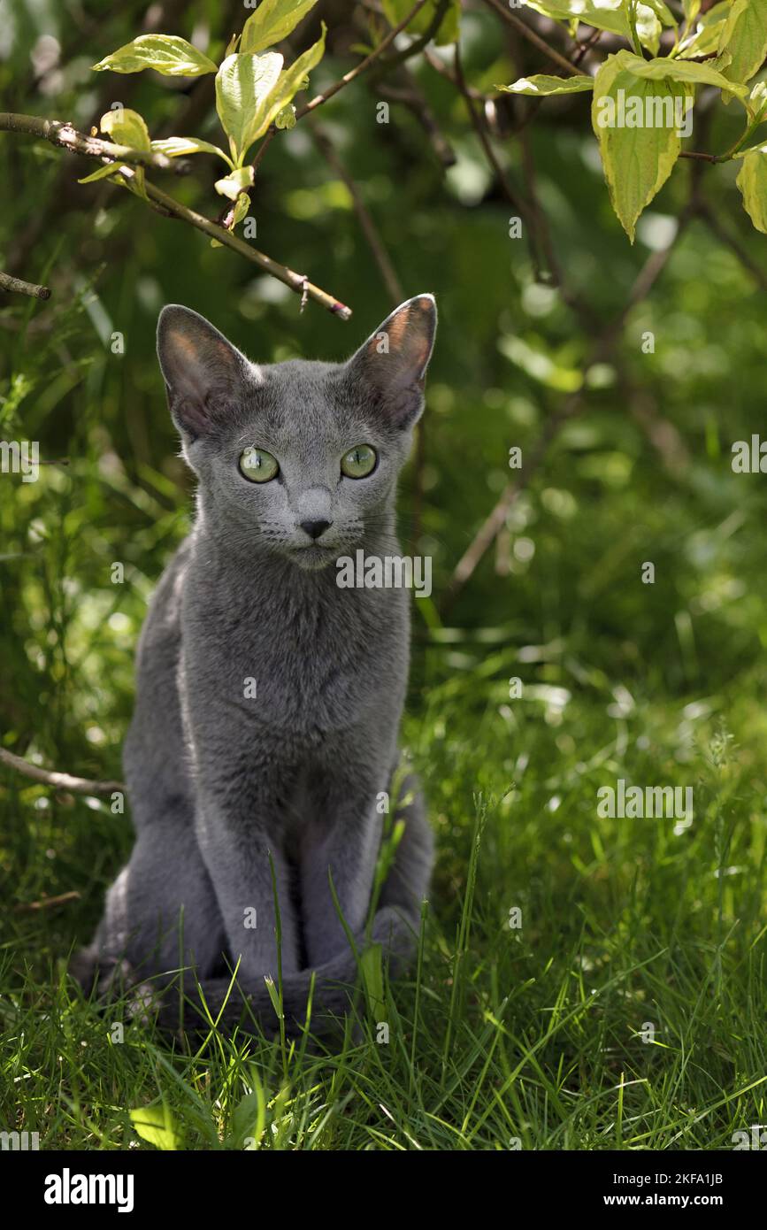 Russisch Blau in the garden Stock Photo Alamy