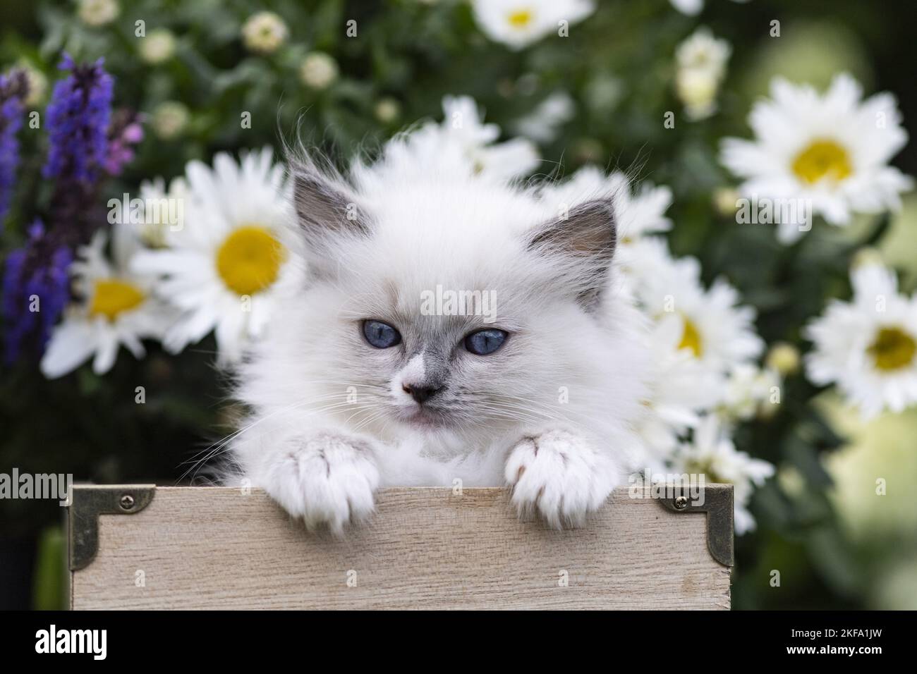 Ragdoll kitten Stock Photo