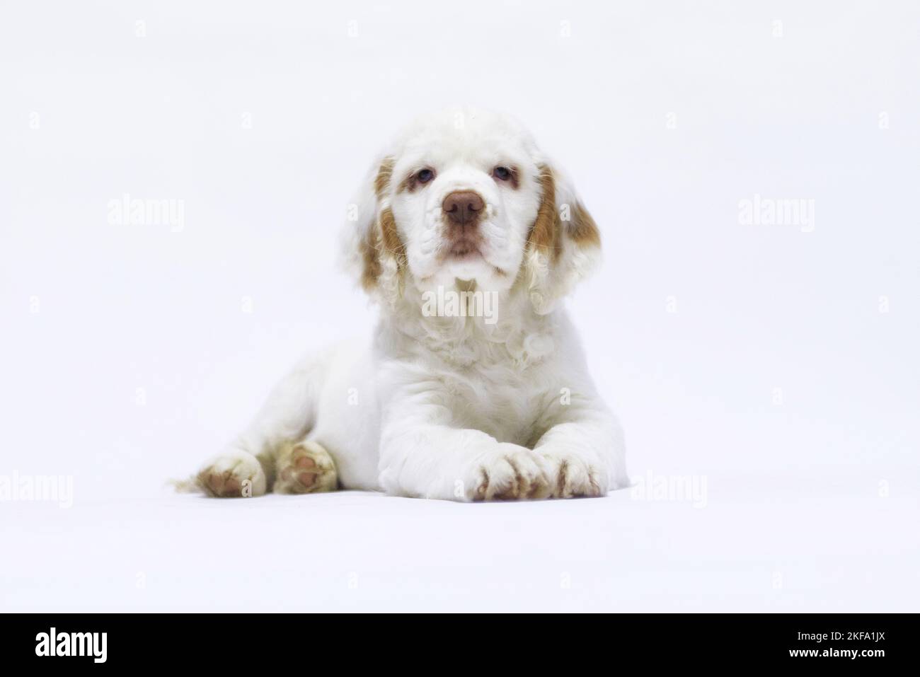 Clumber Spaniel puppy Stock Photo