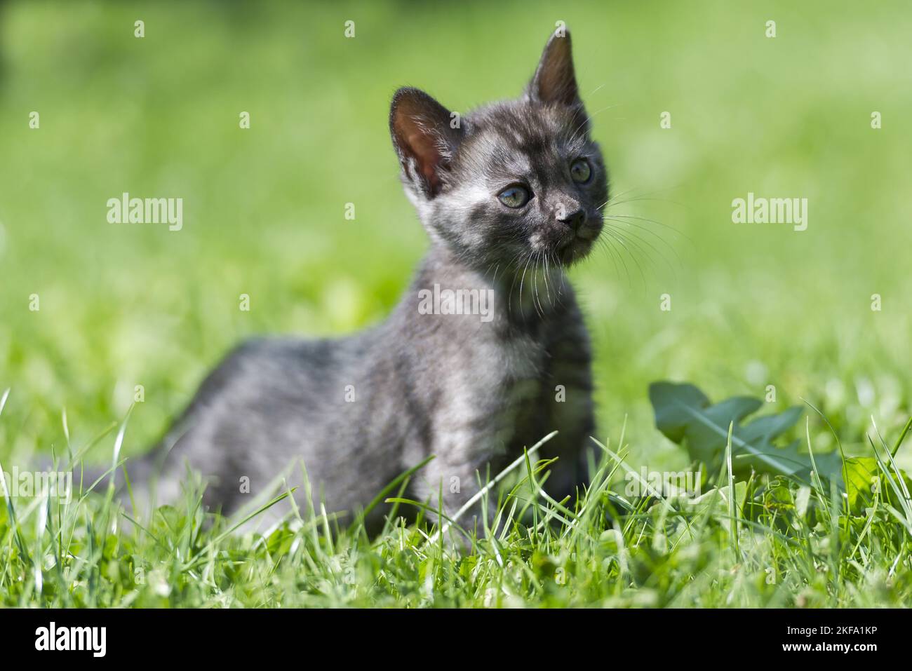 Bengal Cat Kitten Stock Photo