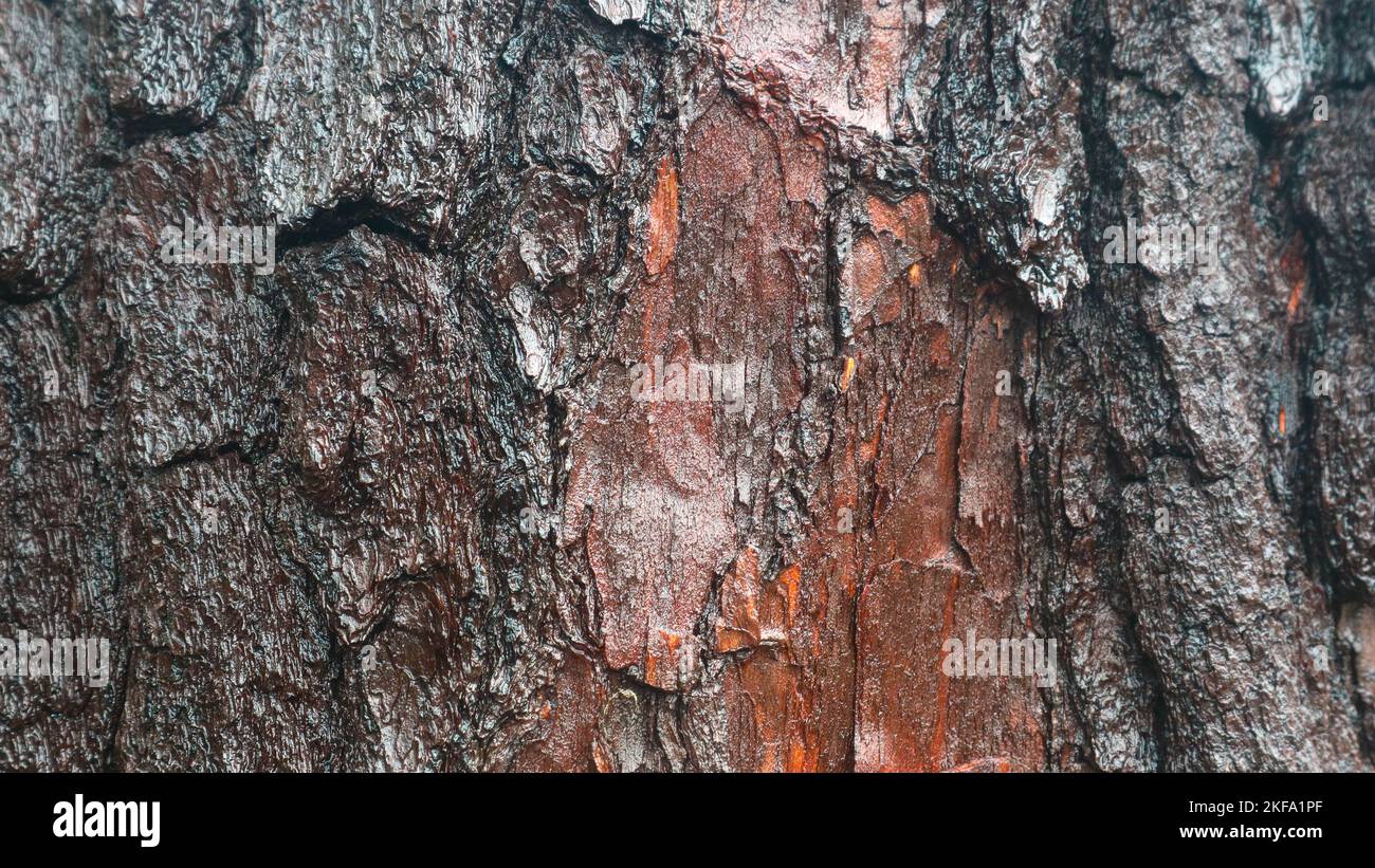 pine bark texture as background Stock Photo - Alamy