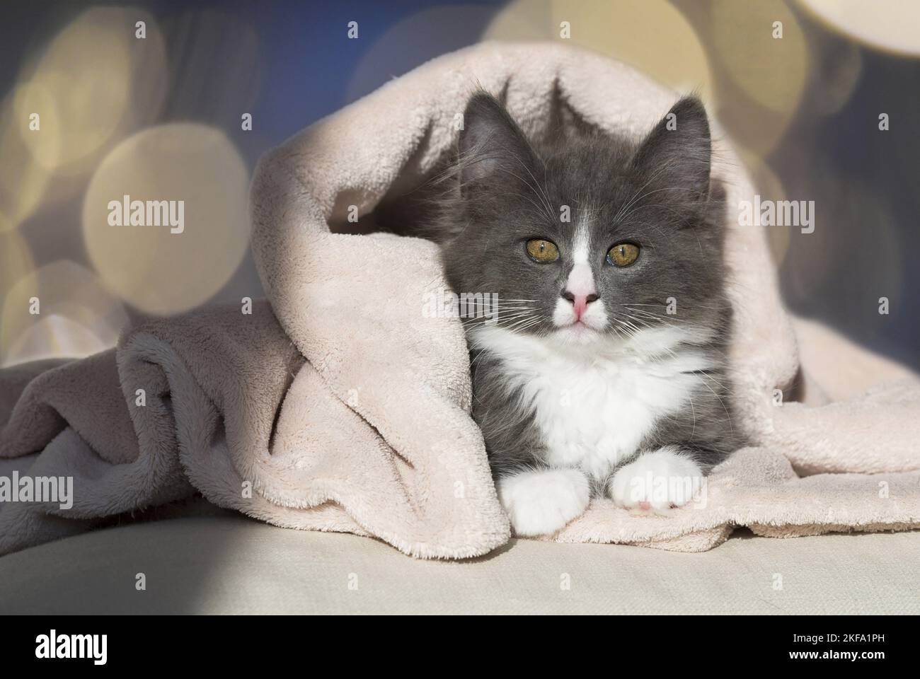 Norwegian Forest Cat Kitten Stock Photo