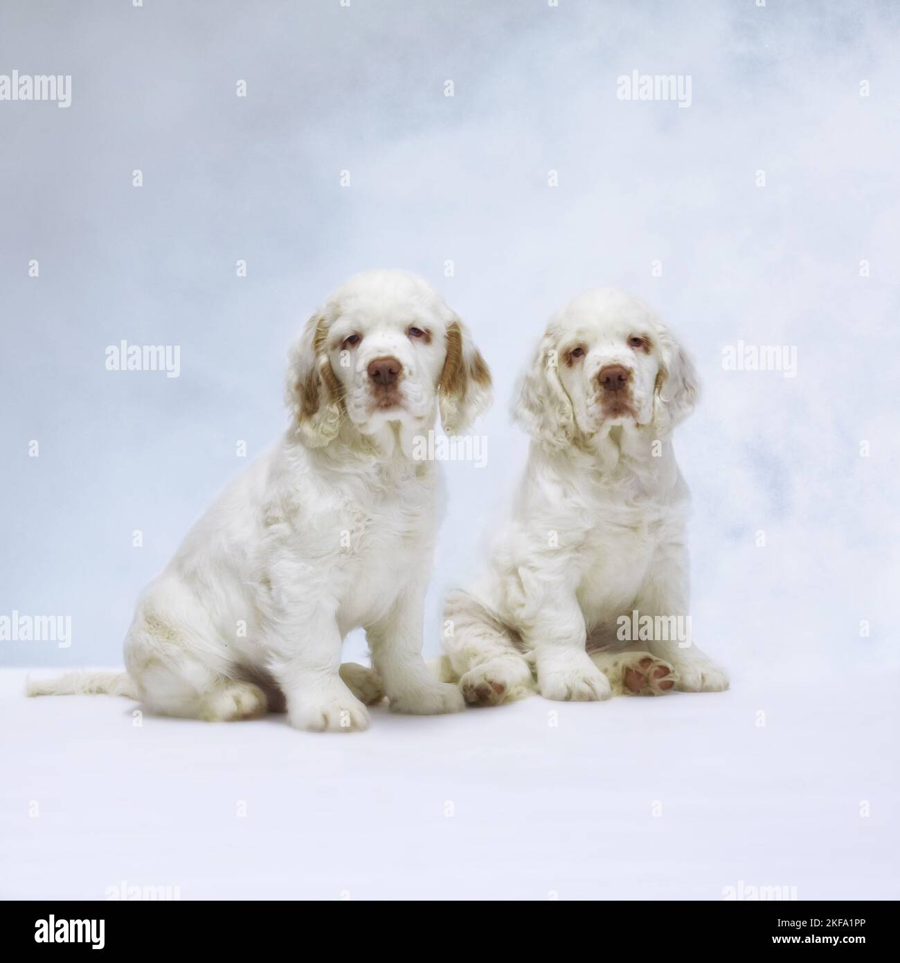 Clumber Spaniel puppies Stock Photo