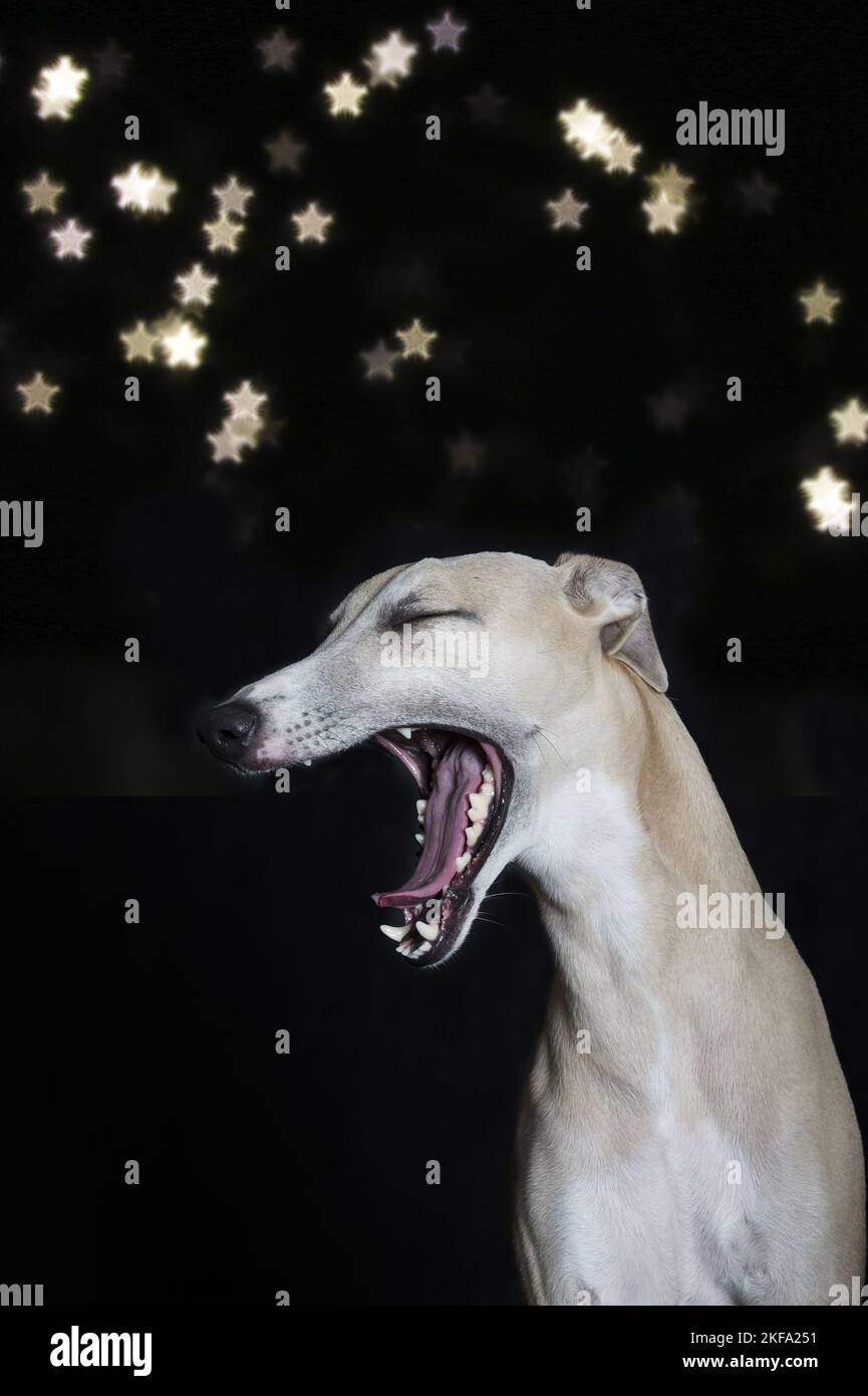 Whippet In The Studio Stock Photo Alamy whippet-in-the-studio-stock-photo-alamy