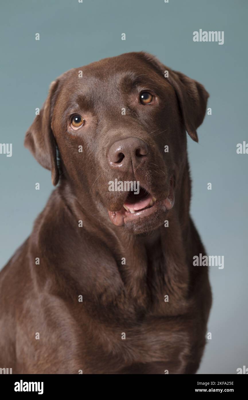 brown Labrador Retriever Stock Photo - Alamy