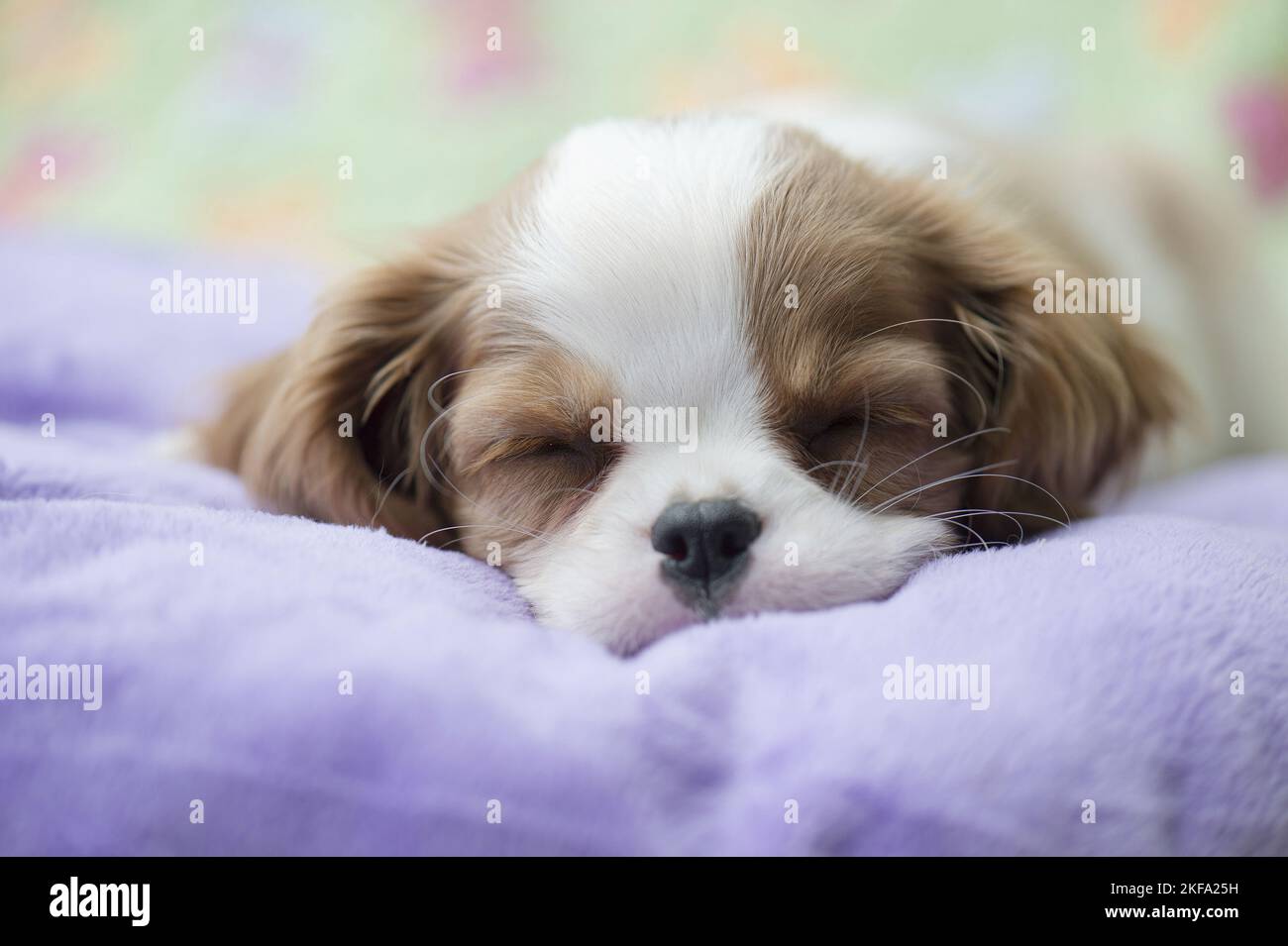 Cavalier King Charles Spaniel Puppy Stock Photo