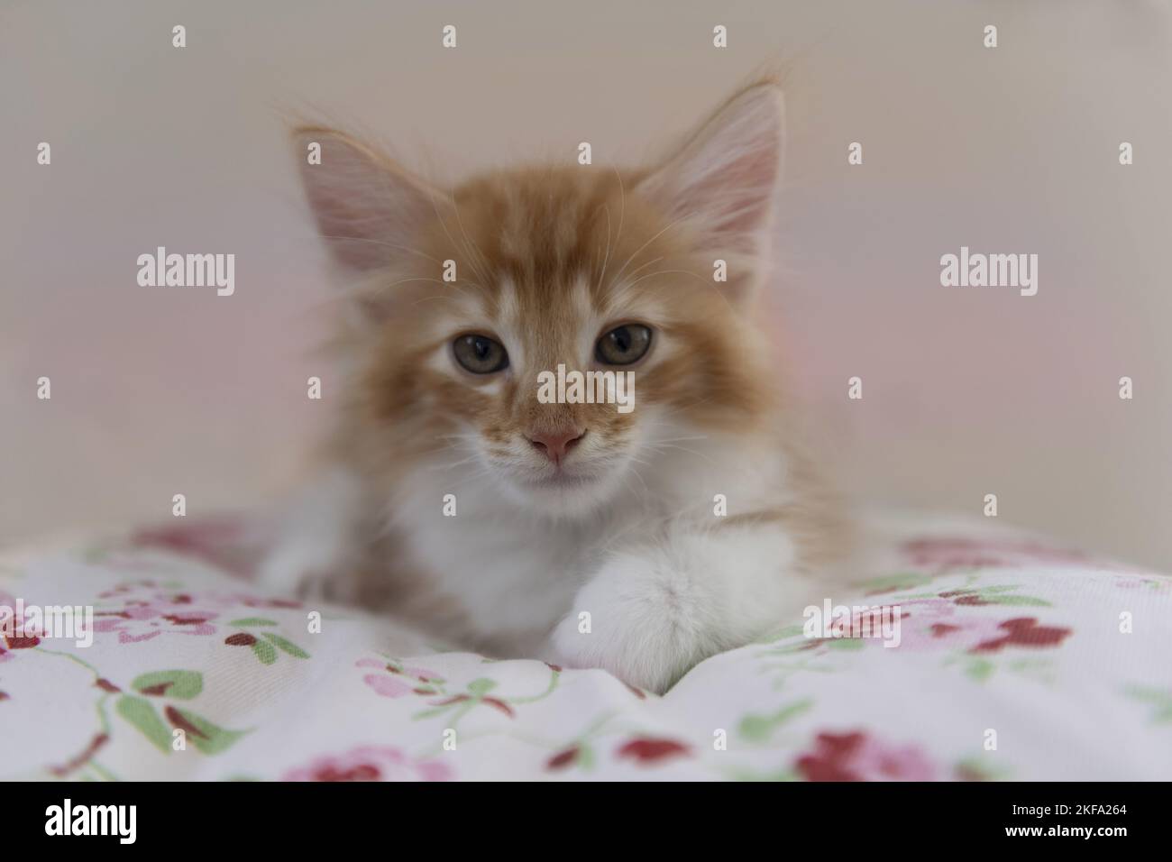 Young cat red rose hi-res stock photography and images - Alamy