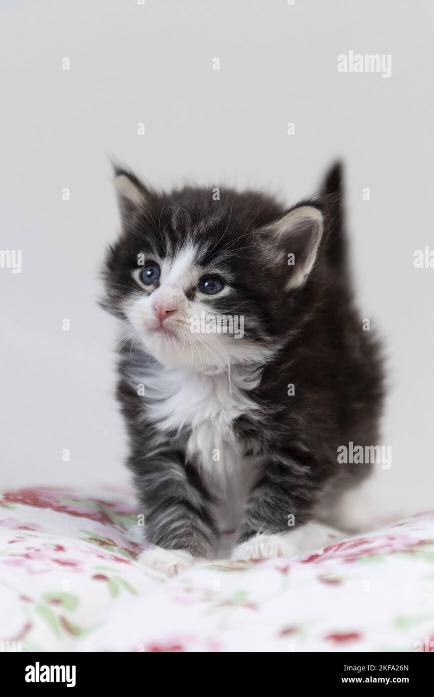 Norwegian Forest Cat Kitten Stock Photo Alamy