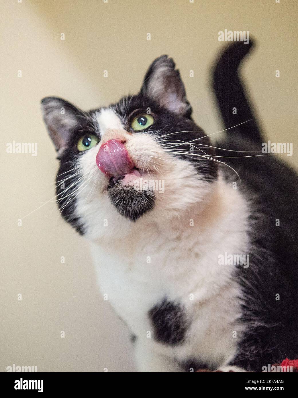 cat licking lips Stock Photo
