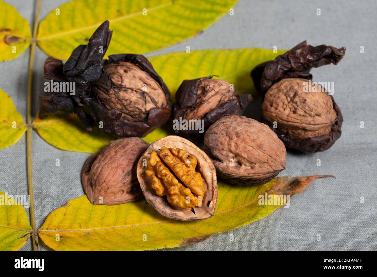 Walnuts Juglans regia with drawn shell and autumn leaf. Stock Photo