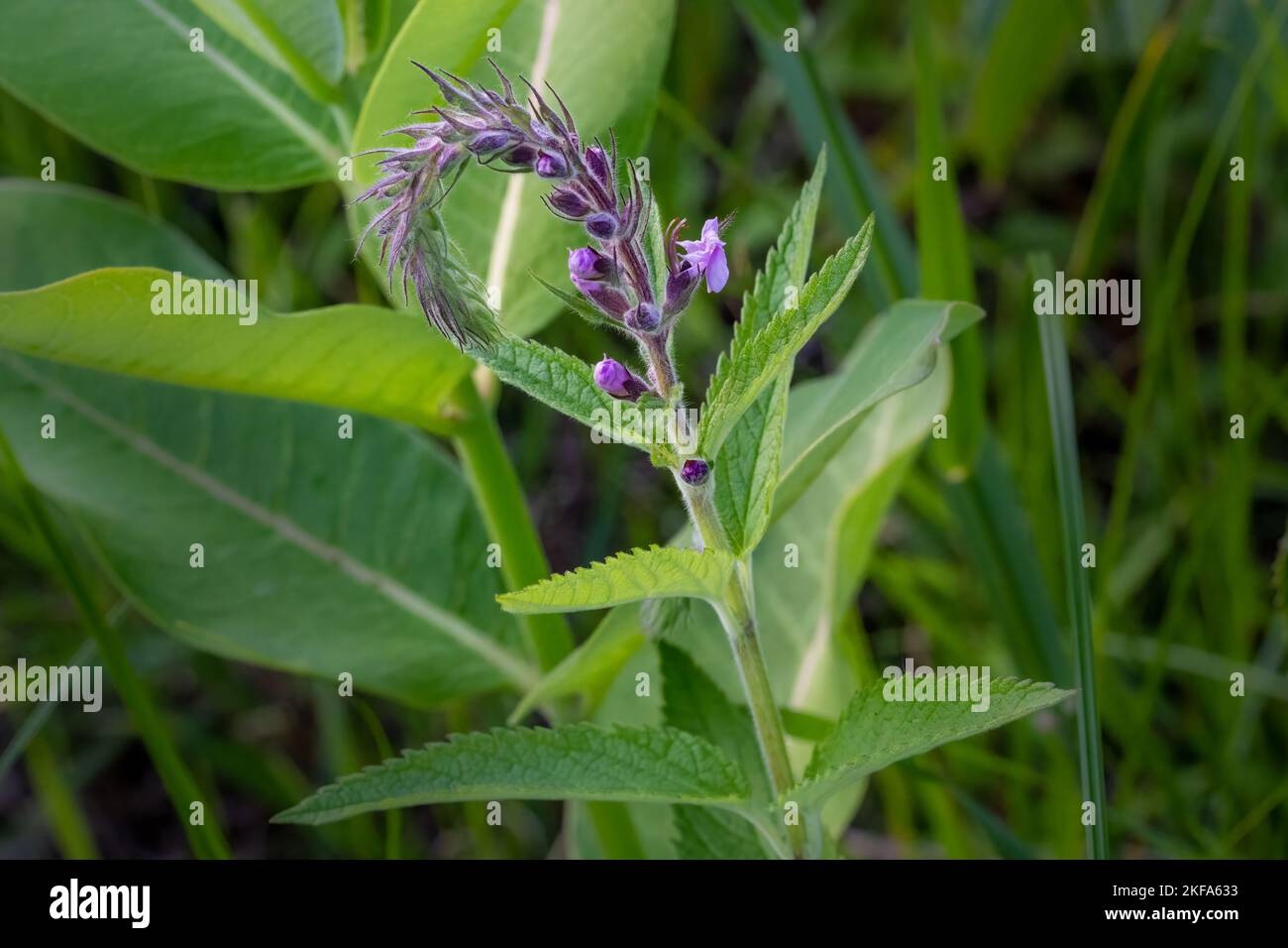 The Door County Land trust protects over 8,000 acres in Door County