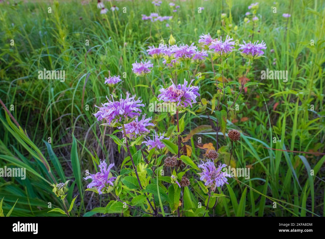 The Door County Land trust protects over 8,000 acres in Door County