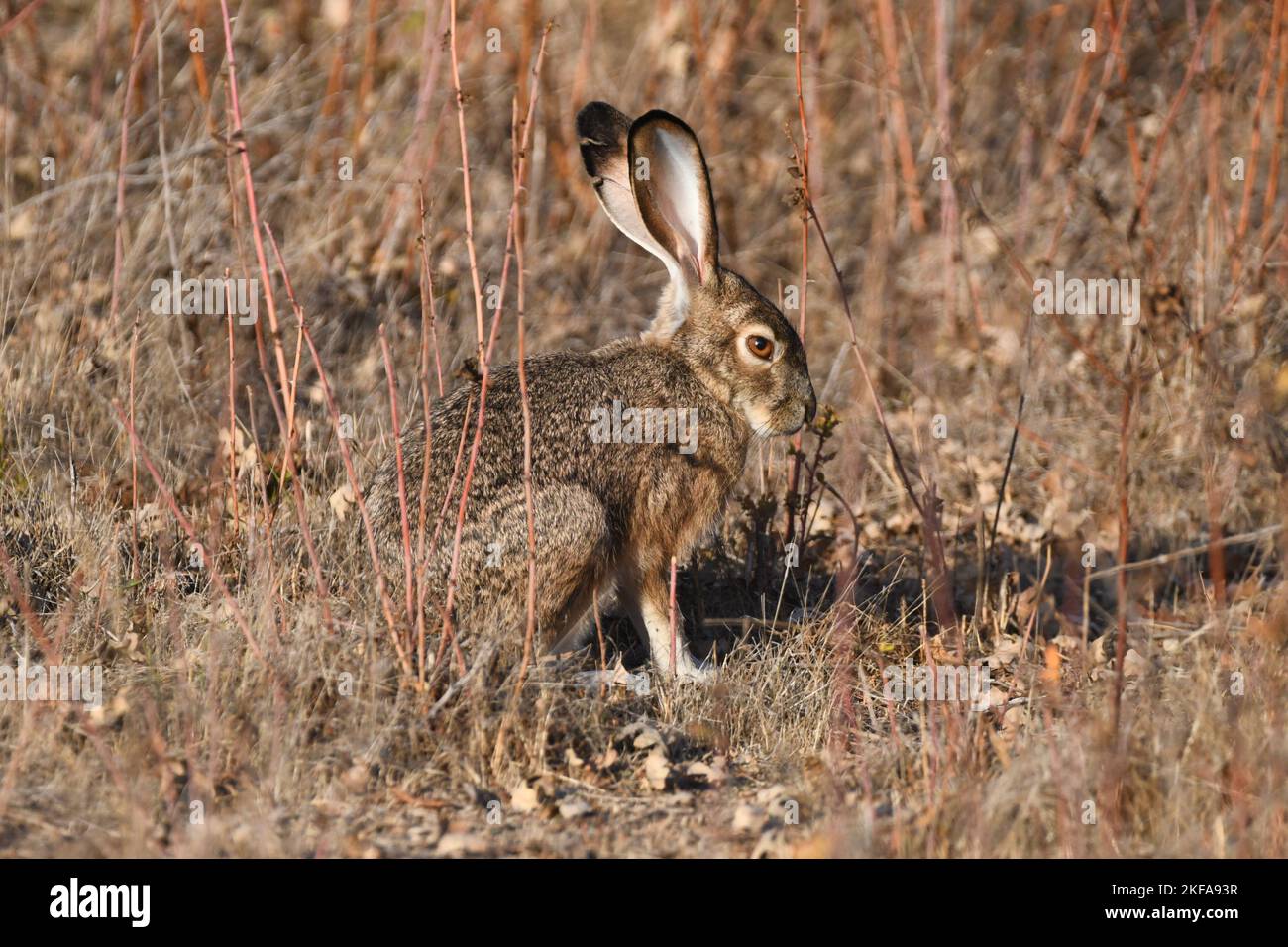 A closeup of a cute jackrabbit in a field Stock Photo - Alamy