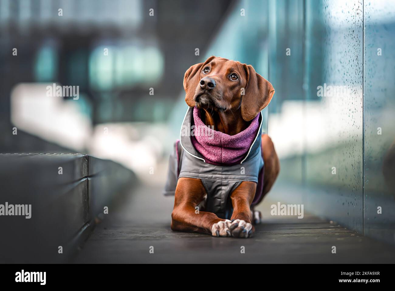 Rhodesian ridgeback coat hi-res stock photography and images - Alamy