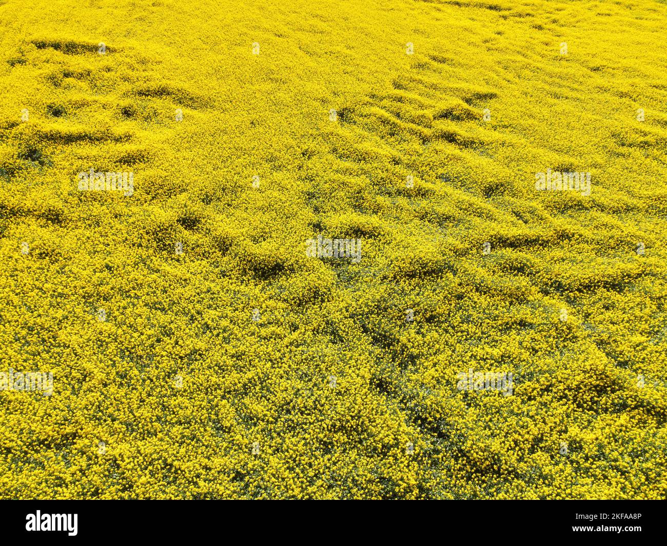 Canola Fields of Gold on Bright Sunny Day from Aerial Drone near Ballarat Daylsford - Newlyn, Victoria, VIC, Australia Stock Photo