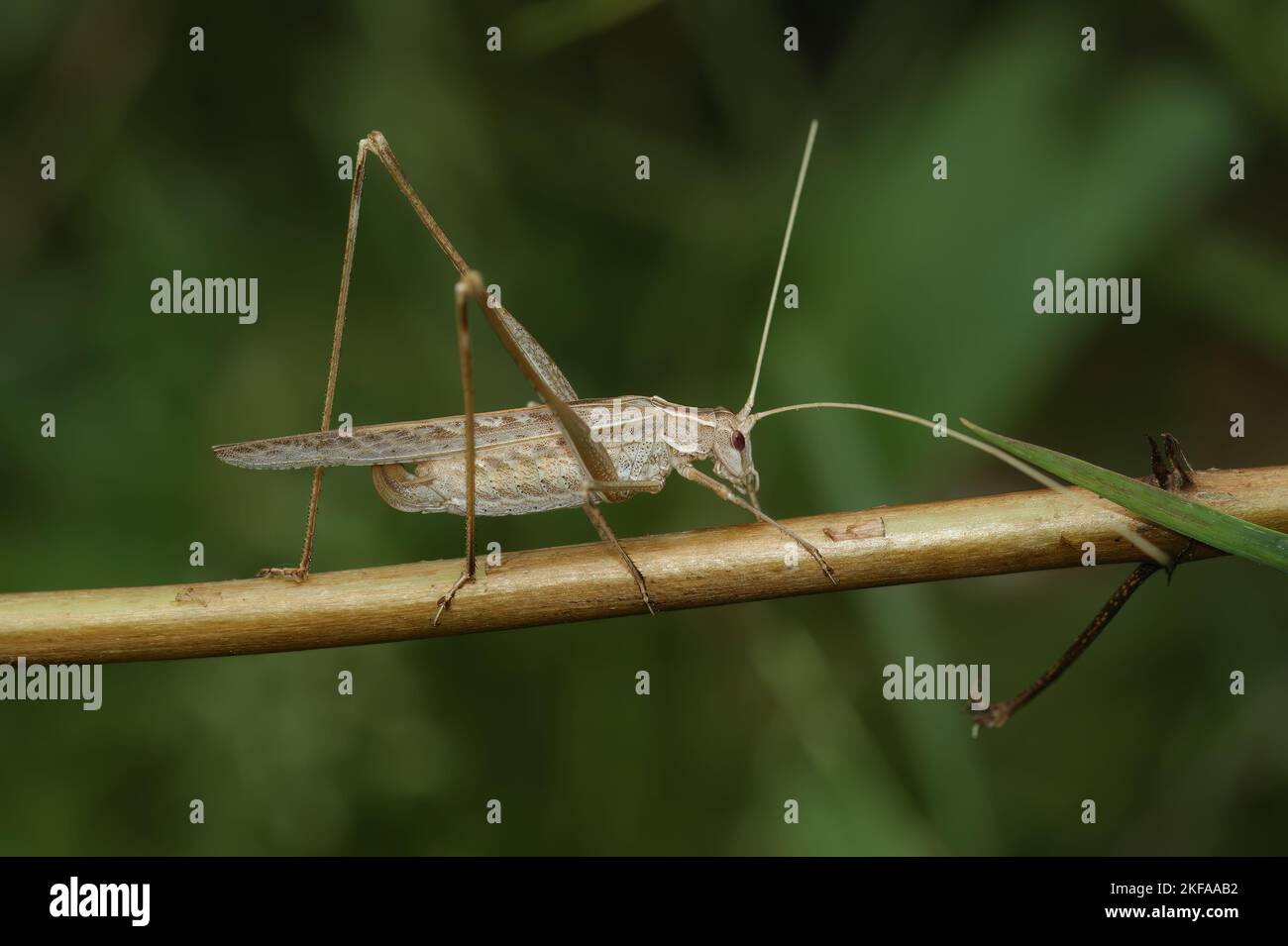 Natural closeup of a Long-horned grasshopper , Tylopsis lilifolia, walking on a twig Stock Photo