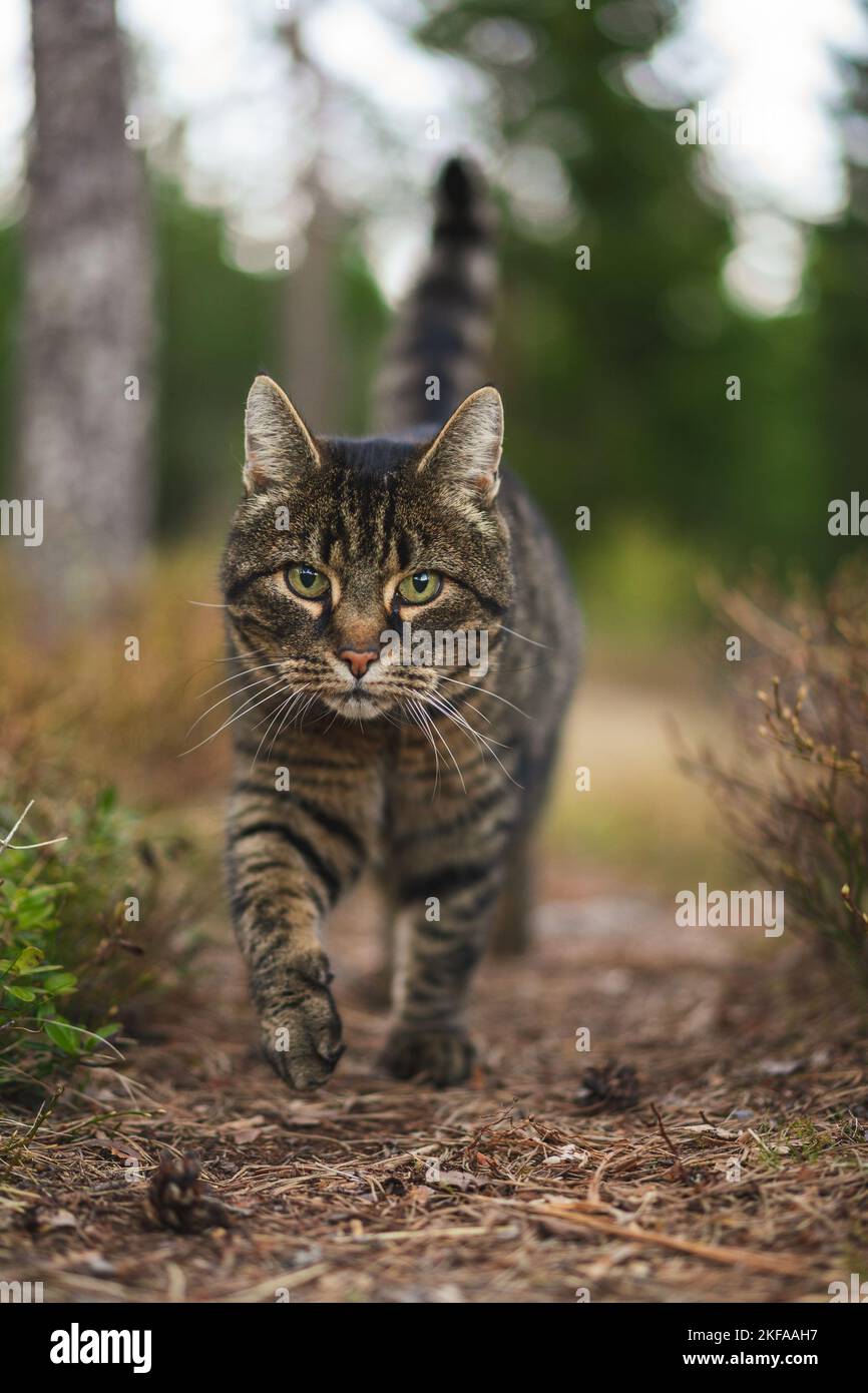 A vertical shot of a serious tabby cat walking in the forest while ...