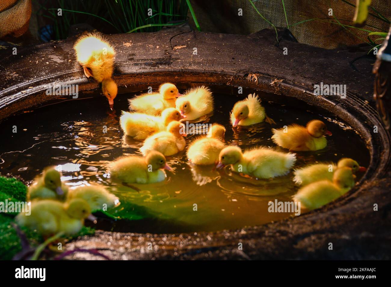 Fluffy Baby Ducklings Playing and Swimming - The Royal Melbourne Show, Melbourne Victoria VIC, Australia Stock Photo