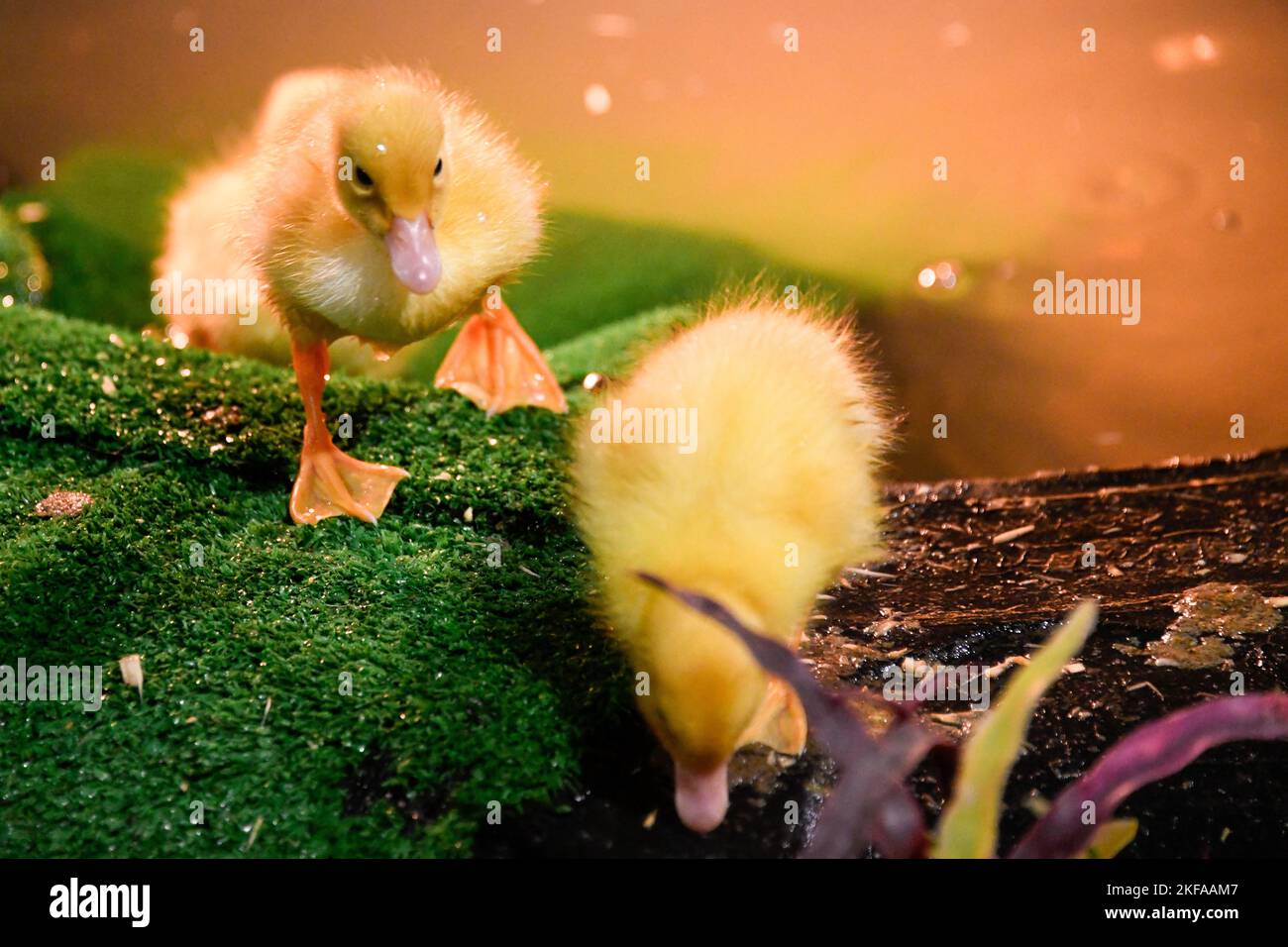 Fluffy Baby Ducklings Playing and Swimming - The Royal Melbourne Show, Melbourne Victoria VIC, Australia Stock Photo