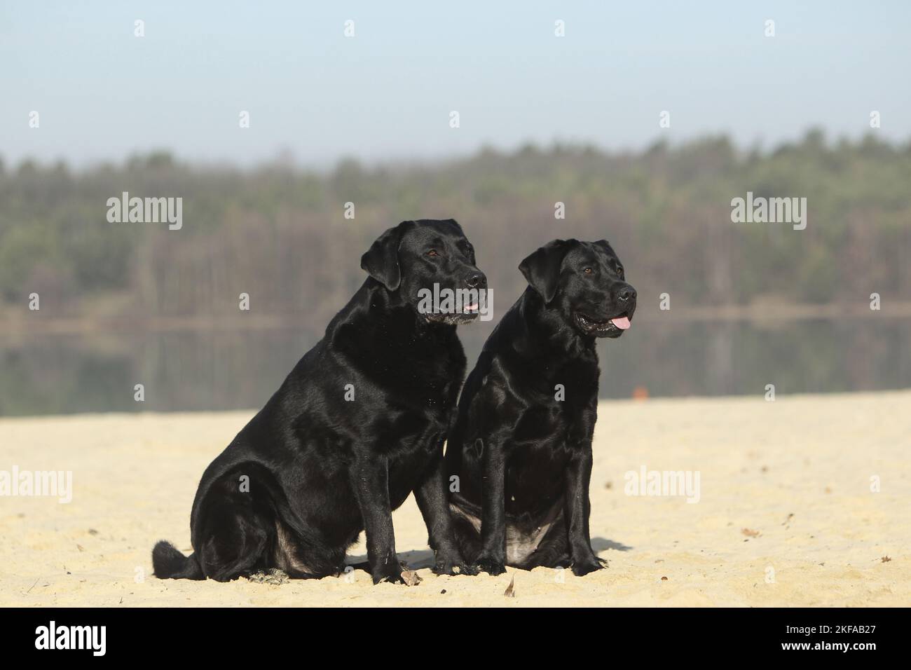 Labrador Retrievers Stock Photo