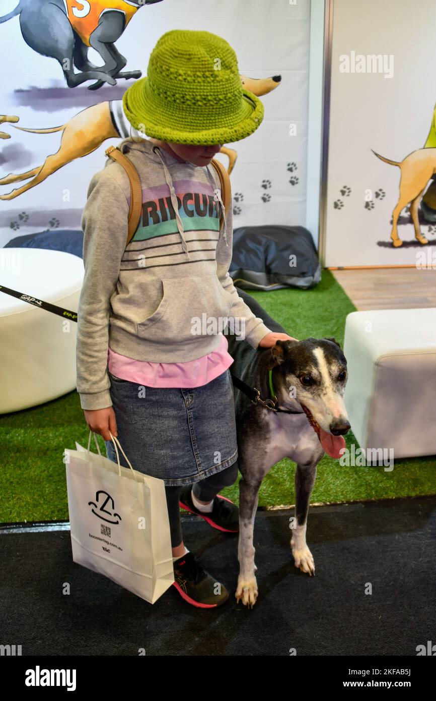 Ex racing Greyhound dog being patted by a child - The Royal Melbourne Show, Melbourne Victoria VIC, Australia Stock Photo