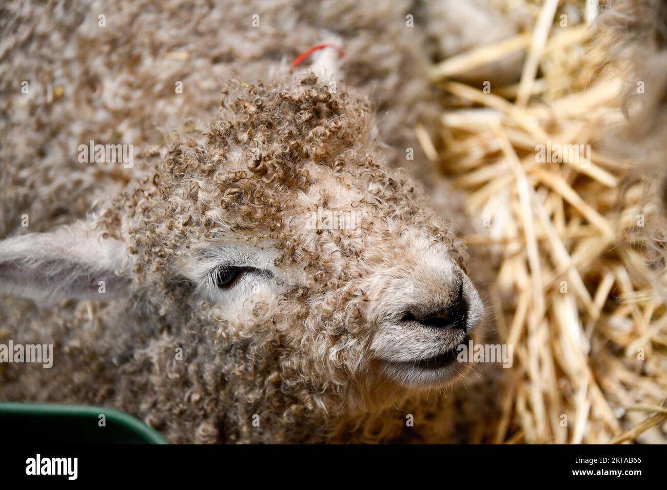 Fluffy newborn baby lamb at The Royal Melbourne Show, Melbourne Victoria VIC, Australia Stock Photo