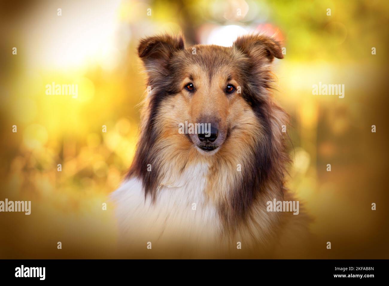 longhaired Collie Portrait Stock Photo