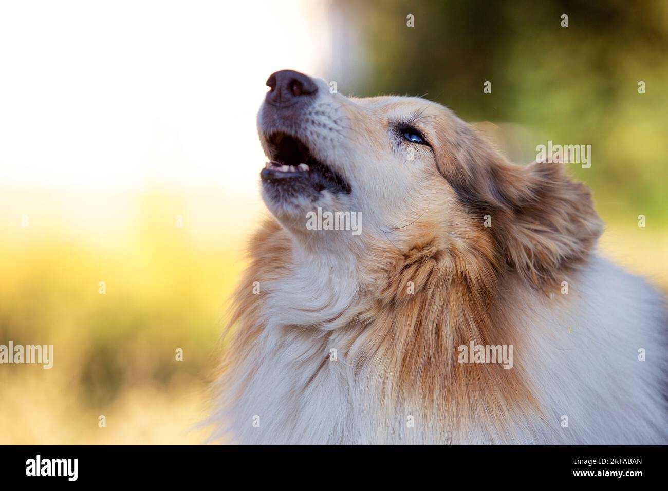 longhaired Collie Portrait Stock Photo