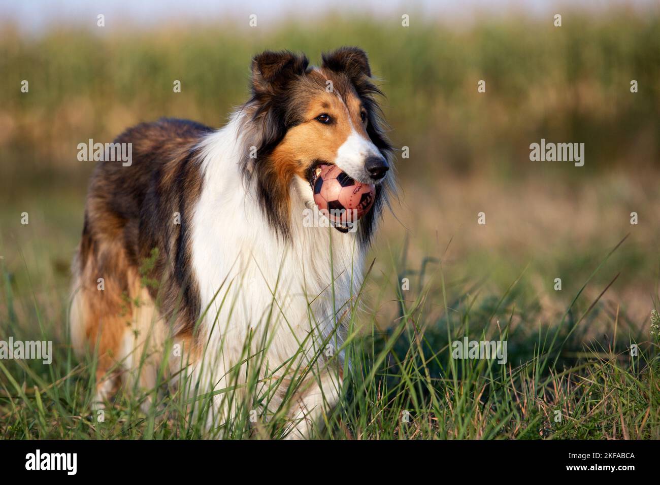 playing longhaired Collie Stock Photo