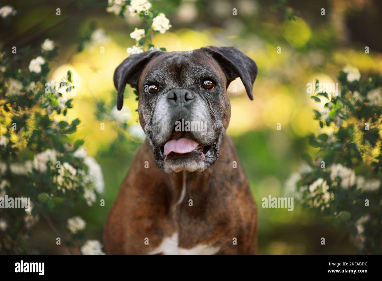 German Boxer Portrait Stock Photo