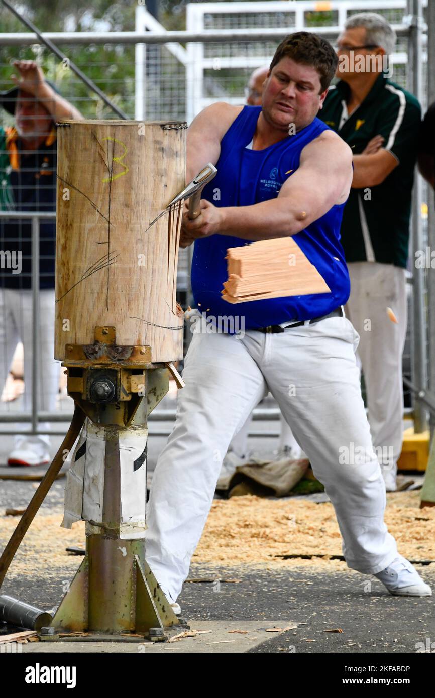 Wood Chopping Competition Axe Men Wood Chips Close Up at The Royal