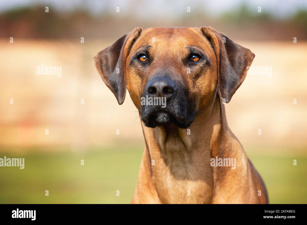 Rhodesian Ridgeback Portrait Stock Photo - Alamy
