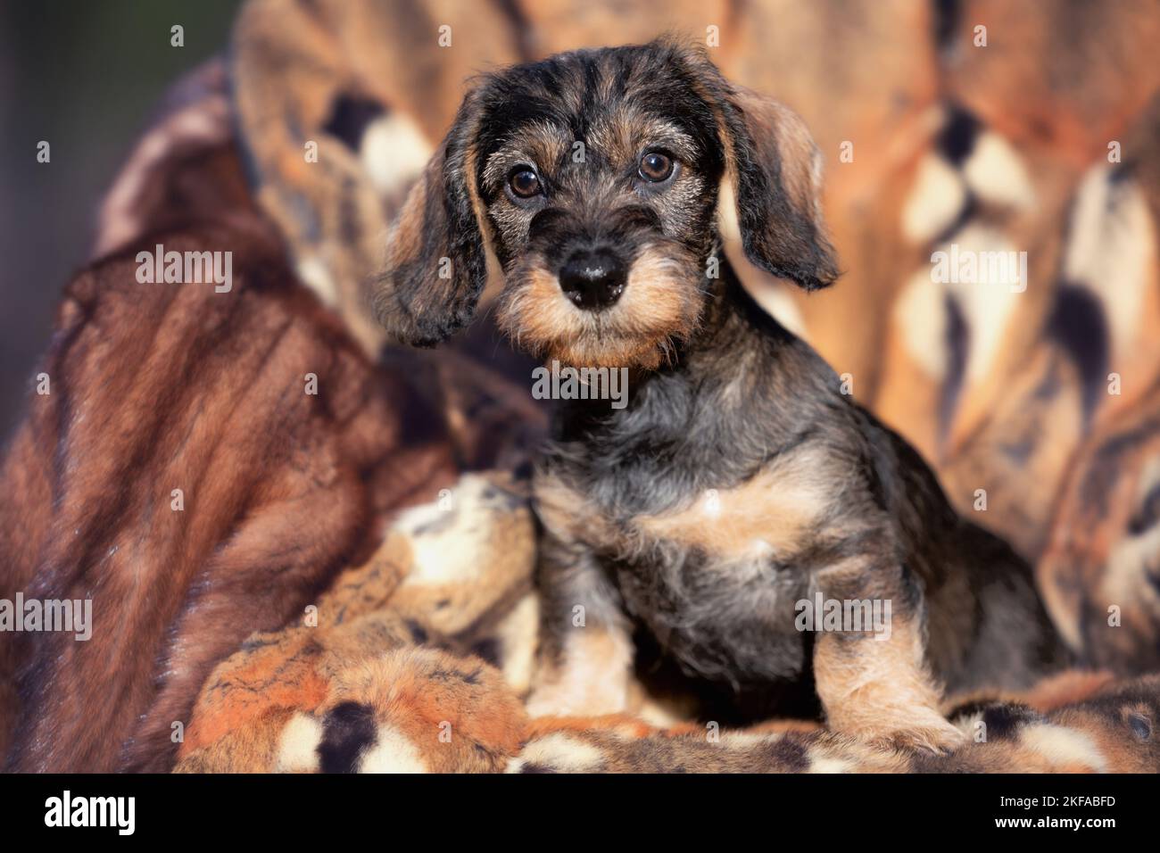 wire-haired Dachshund puppy Stock Photo