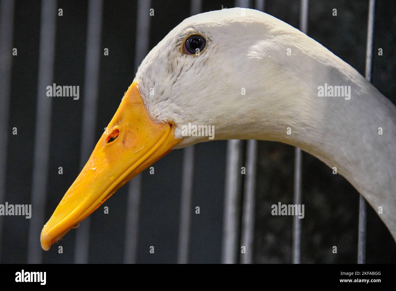 White Duck in cage on show at The Royal Melbourne Show, Melbourne Victoria VIC, Australia Stock Photo