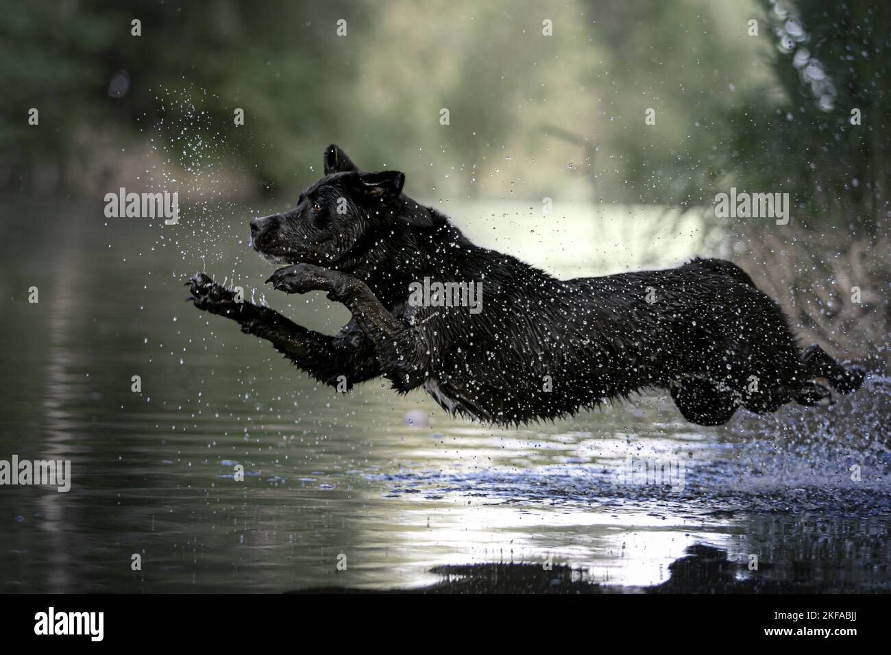 jumping Labrador-Retriever-Mongrel Stock Photo