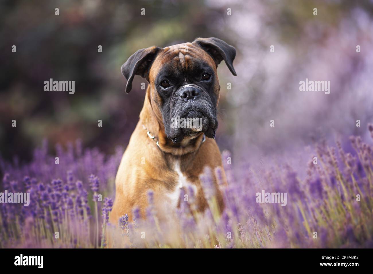 German Boxer portrait Stock Photo