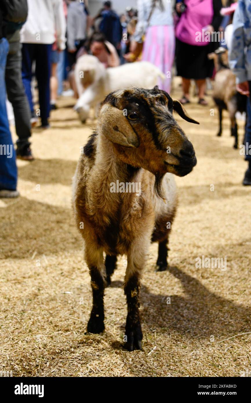 Brown and Black Goat Standing Up at The Royal Melbourne Show, Melbourne Victoria VIC, Australia Stock Photo