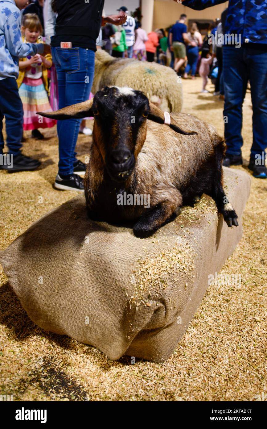 Brown and Black Goat Laying Down at The Royal Melbourne Show, Melbourne Victoria VIC, Australia Stock Photo
