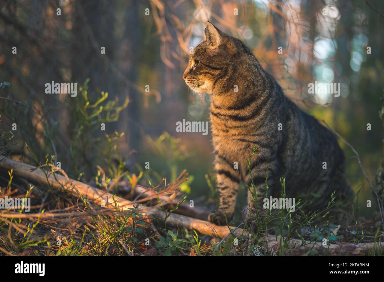 A closeup of a cute tabby cat sitting in a forest Stock Photo - Alamy