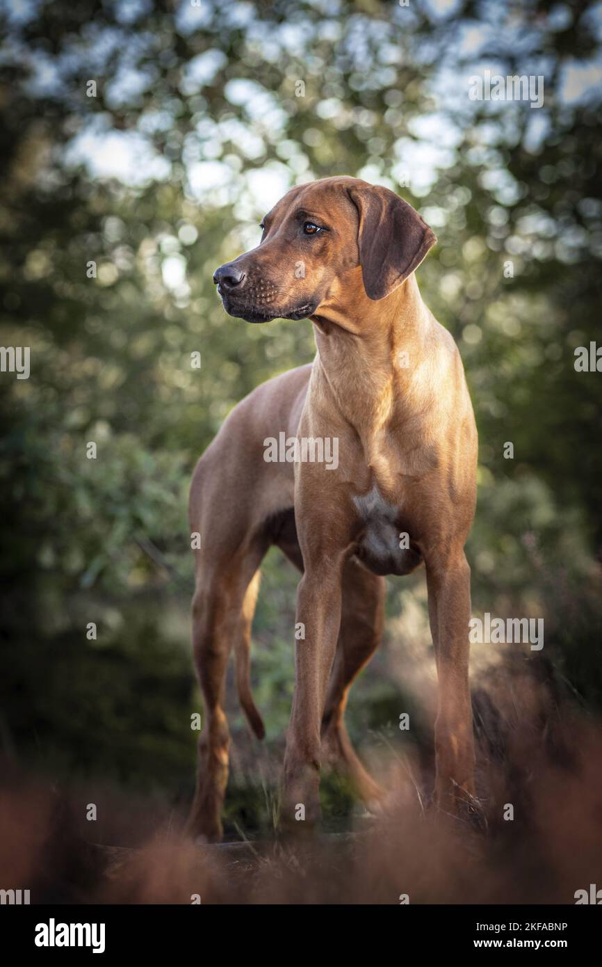 standing Rhodesian Ridgeback Stock Photo - Alamy