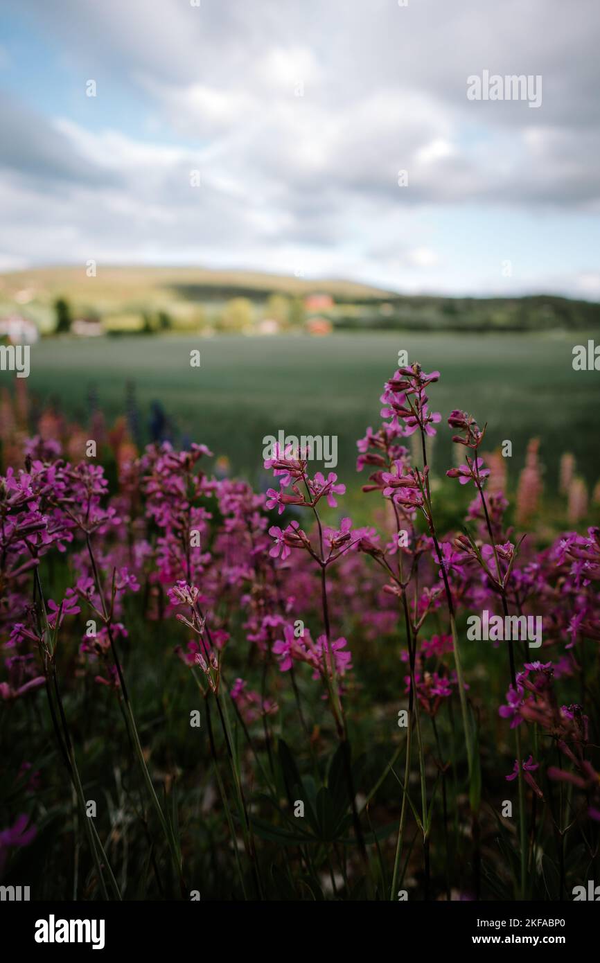 A vertical shot of purple viscaria vulgaris flowers in a field Stock Photo