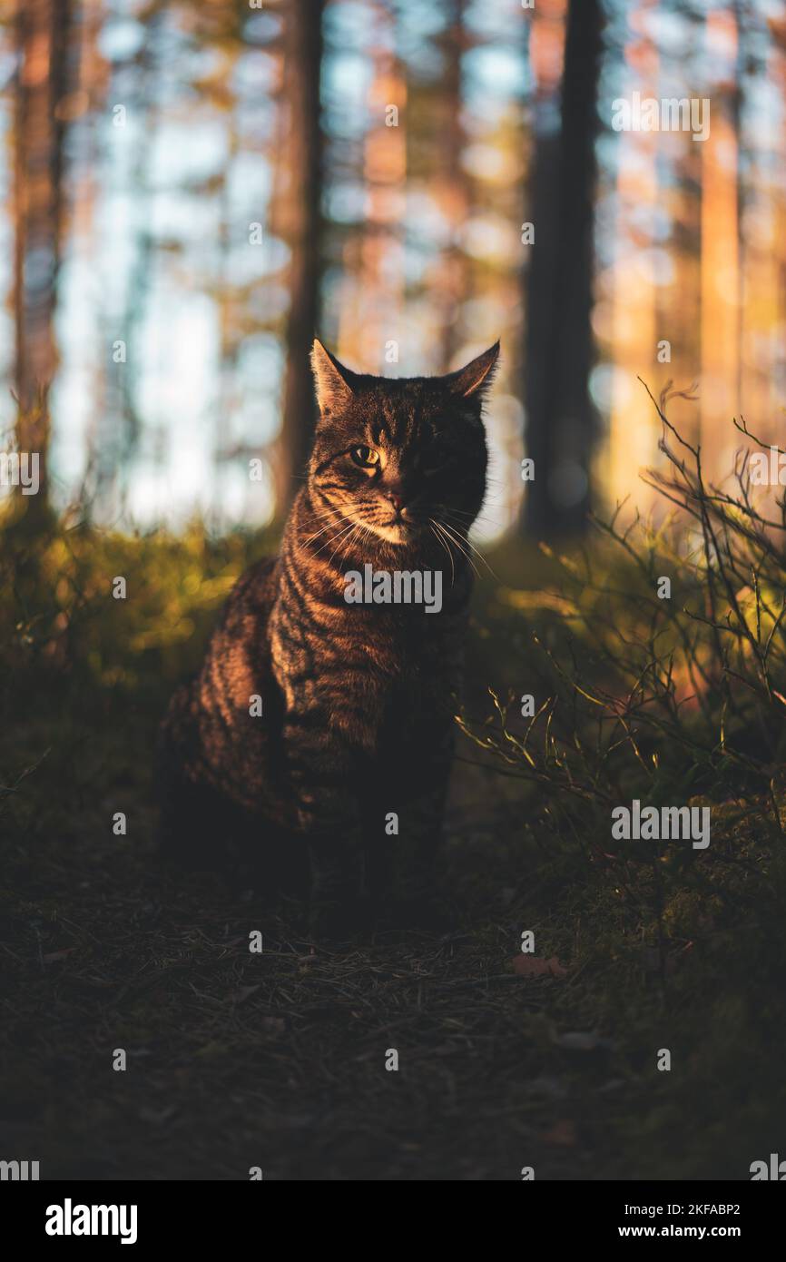 A vertical closeup of a cute tabby cat sitting in the shade surrounded ...
