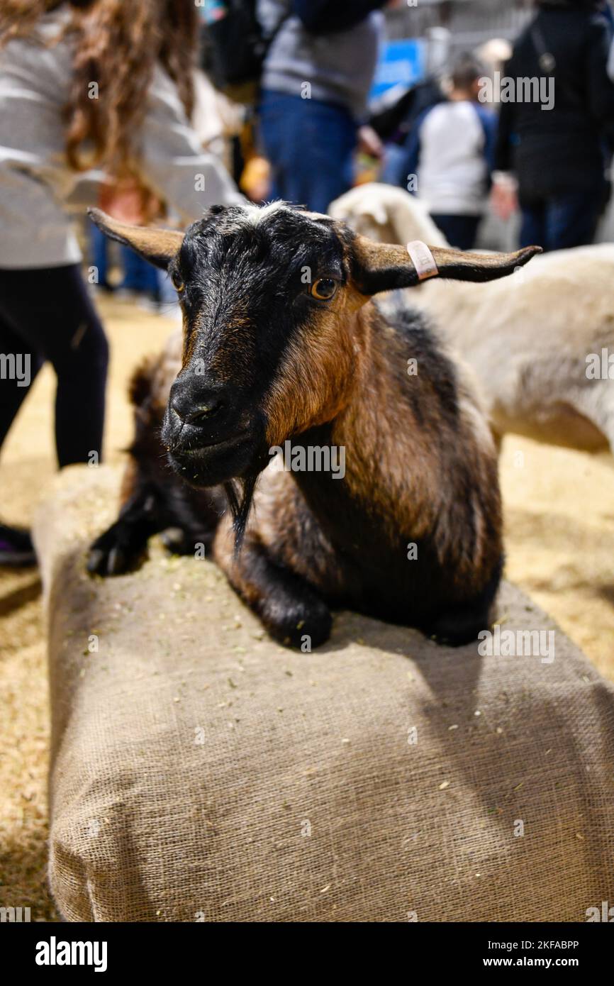 Brown and Black Goat Laying Down at The Royal Melbourne Show, Melbourne Victoria VIC, Australia Stock Photo