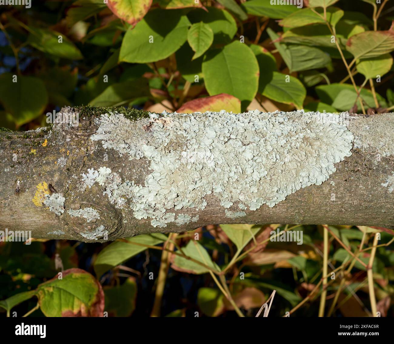 parmelia lichen (Parmelia sulcata)  on tree,Germany Stock Photo