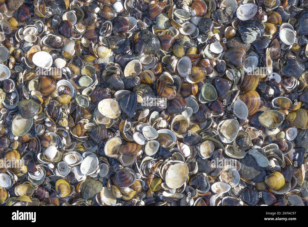 asian clam (Corbicula fluminea) in Rhine River,Germany Stock Photo