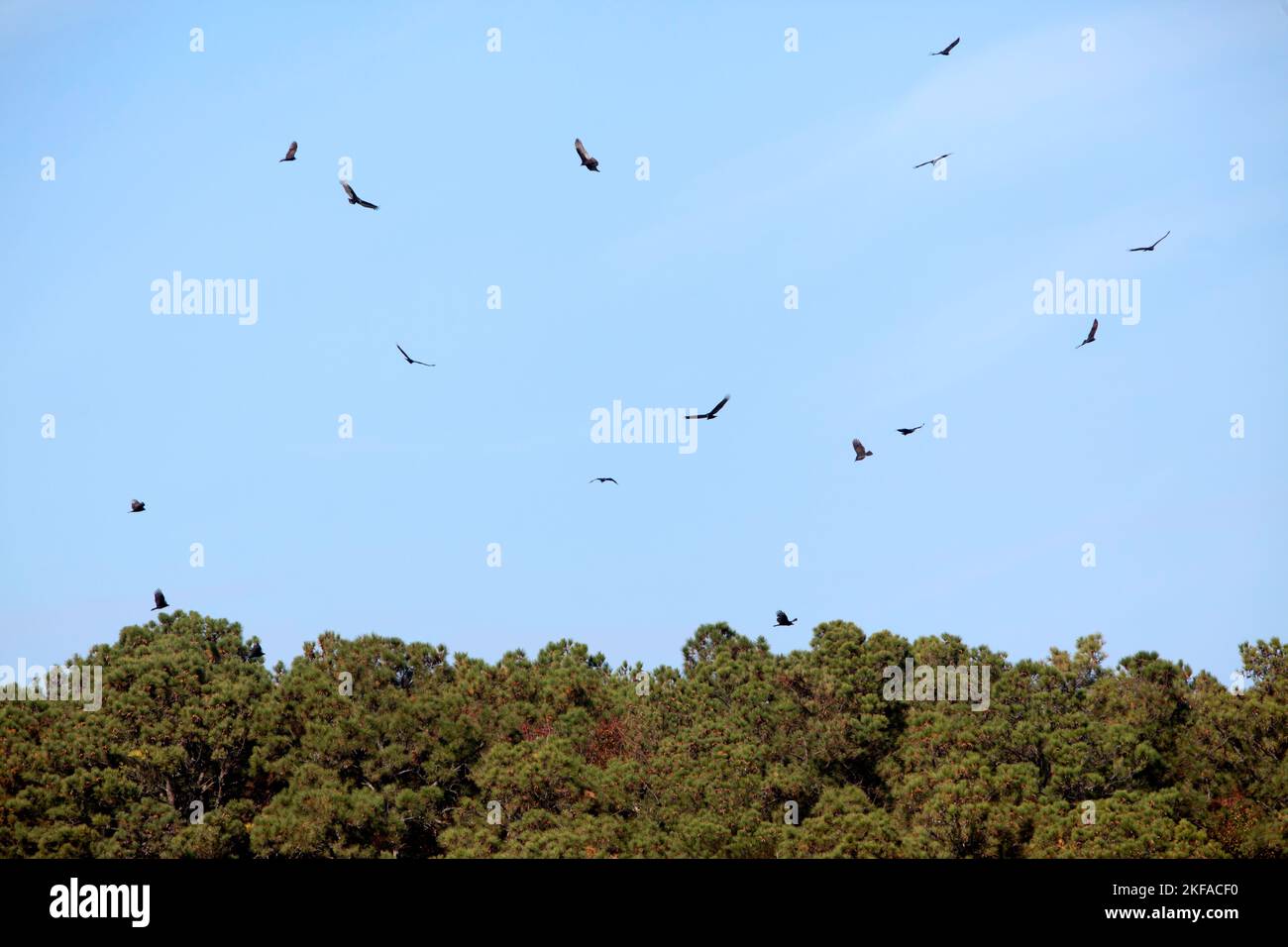 Eagles flying above the Eastern Virginia National Wildlife Refuge near